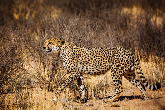 Cheetah walking in dry land in Kgalagadi transfrontier park, South Africa ; Specie Acinonyx jubatus family of Felidae