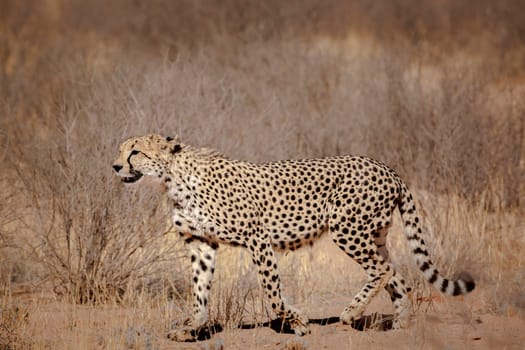 Cheetah walking in dry land in Kgalagadi transfrontier park, South Africa ; Specie Acinonyx jubatus family of Felidae
