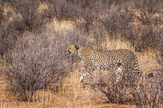 Cheetah walking in dry land in Kgalagadi transfrontier park, South Africa ; Specie Acinonyx jubatus family of Felidae