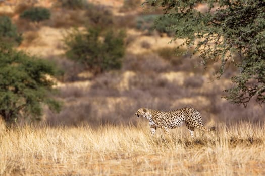 Cheetah walking in dry savannah in Kgalagadi transfrontier park, South Africa ; Specie Acinonyx jubatus family of Felidae