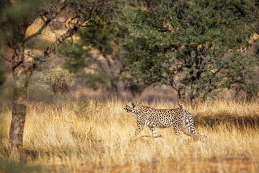 Cheetah walking in dry savannah in Kgalagadi transfrontier park, South Africa ; Specie Acinonyx jubatus family of Felidae