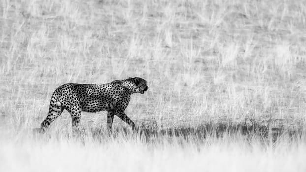 Cheetah walking in dry savannah in Kgalagadi transfrontier park, South Africa ; Specie Acinonyx jubatus family of Felidae