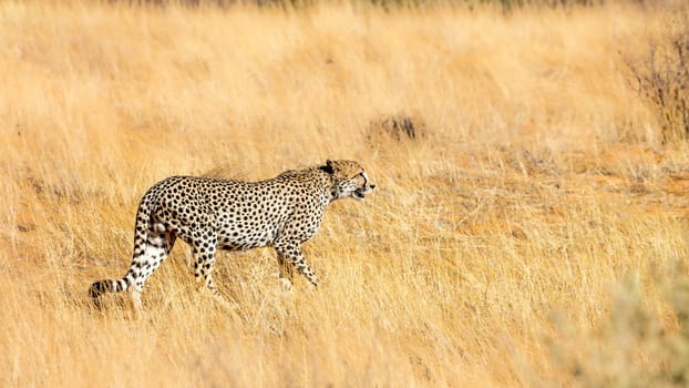 Cheetah walking in dry savannah in Kgalagadi transfrontier park, South Africa ; Specie Acinonyx jubatus family of Felidae