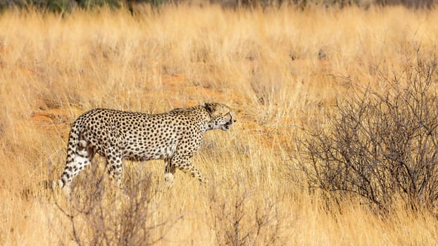 Cheetah walking in dry savannah in Kgalagadi transfrontier park, South Africa ; Specie Acinonyx jubatus family of Felidae