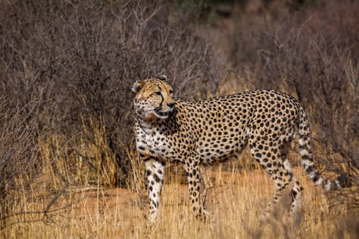 Cheetah walking in dry savannah in Kgalagadi transfrontier park, South Africa ; Specie Acinonyx jubatus family of Felidae