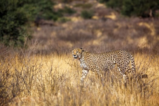 Cheetah walking in dry savannah in Kgalagadi transfrontier park, South Africa ; Specie Acinonyx jubatus family of Felidae