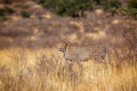 Cheetah walking in dry savannah in Kgalagadi transfrontier park, South Africa ; Specie Acinonyx jubatus family of Felidae