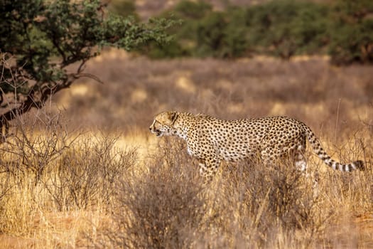 Cheetah walking in dry savannah in Kgalagadi transfrontier park, South Africa ; Specie Acinonyx jubatus family of Felidae