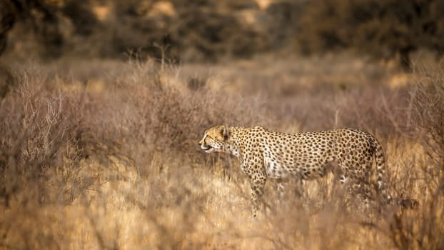 Cheetah walking in dry savannah in Kgalagadi transfrontier park, South Africa ; Specie Acinonyx jubatus family of Felidae