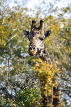 Giraffe (Giraffa camelopardalis) South Africa, Mpumalanga, Timbavati Nature Reserve
