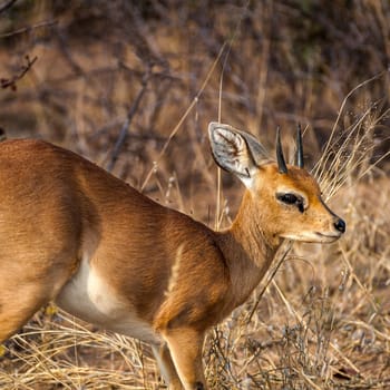 Steenbok (Raphicerus campestris) South Africa, Mpumalanga, Timbavati Nature Reserve