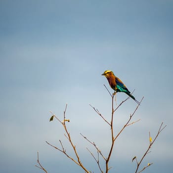 Lilacbreasted Roller (Coracias caudata) South Africa, Mpumalanga, Timbavati Nature Reserve