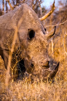 White Rhino (Ceratotherium simum) South Africa, Mpumalanga, Timbavati Nature Reserve