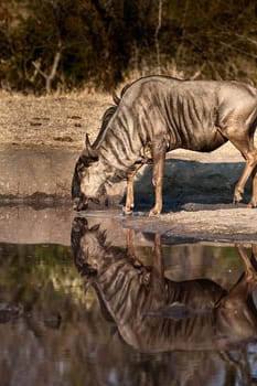 Blue Wildebeest (Connochaetes taurinus) South Africa, Mpumalanga, Timbavati Nature Reserve