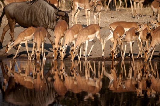 Impala (Aepyceros melampus) South Africa, Mpumalanga, Timbavati Nature Reserve