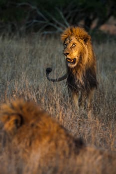 Lion (Panthera leo) South Africa, Mpumalanga, Timbavati Nature Reserve