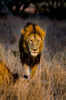 Lion (Panthera leo) South Africa, Mpumalanga, Timbavati Nature Reserve