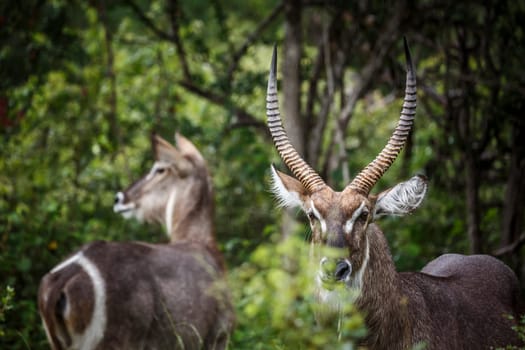 Common Waterbuck horned male portrait and female in background in Kruger National park, South Africa ; Specie Kobus ellipsiprymnus family of Bovidae