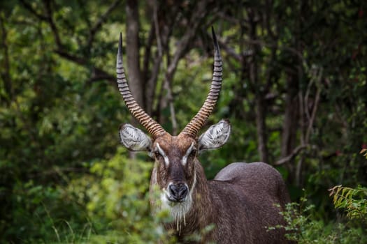 Common Waterbuck horned male portrait in Kruger National park, South Africa ; Specie Kobus ellipsiprymnus family of Bovidae