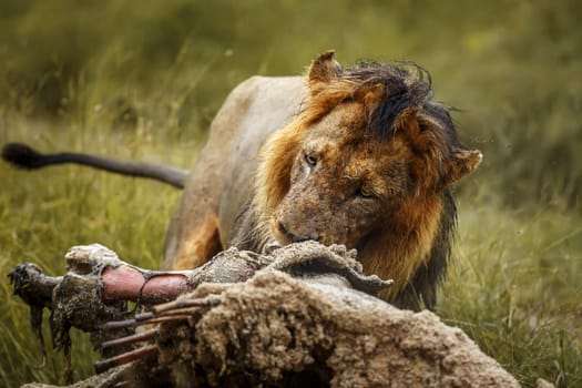 African lion portrait eating a prey under rain in Kruger National park, South Africa ; Specie Panthera leo family of Felidae