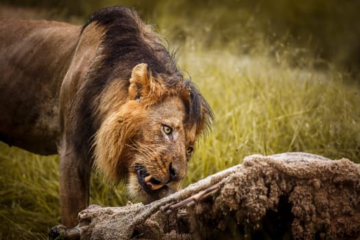 African lion portrait eating a prey under rain in Kruger National park, South Africa ; Specie Panthera leo family of Felidae