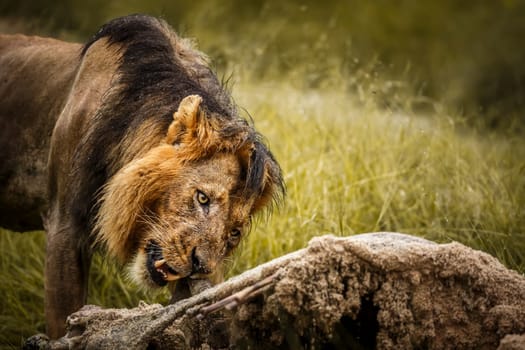 African lion portrait eating a prey under rain in Kruger National park, South Africa ; Specie Panthera leo family of Felidae