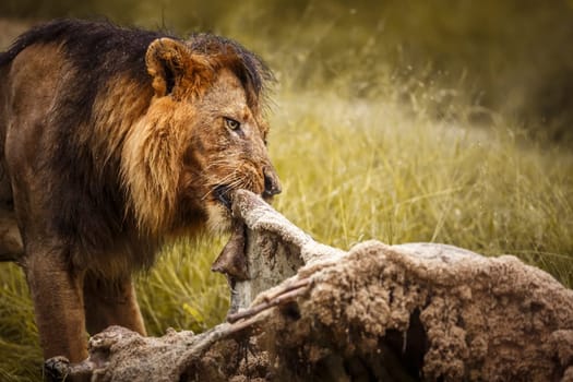 African lion portrait eating a prey under rain in Kruger National park, South Africa ; Specie Panthera leo family of Felidae