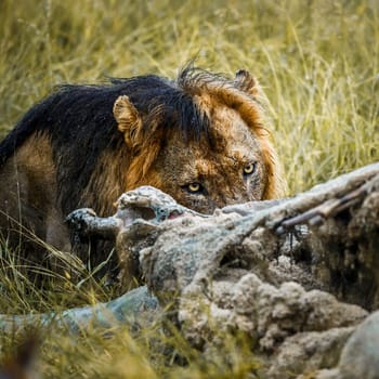 African lion portrait eating a prey under rain in Kruger National park, South Africa ; Specie Panthera leo family of Felidae
