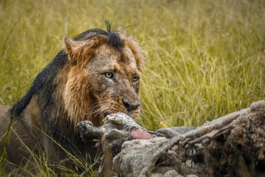 African lion portrait eating a prey under rain in Kruger National park, South Africa ; Specie Panthera leo family of Felidae