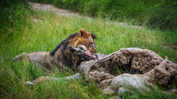 African lion male eating on a giraffe carcass in Kruger National park, South Africa ; Specie Panthera leo family of Felidae