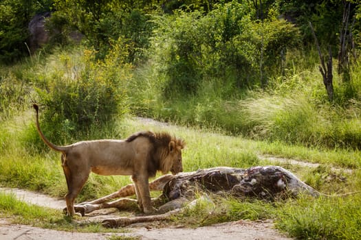 African lion male eating on a giraffe carcass in Kruger National park, South Africa ; Specie Panthera leo family of Felidae