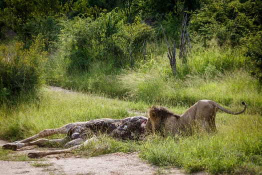 African lion male eating on a giraffe carcass in Kruger National park, South Africa ; Specie Panthera leo family of Felidae