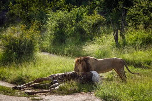 African lion male eating giraffe prey in Kruger National park, South Africa ; Specie Panthera leo family of Felidae