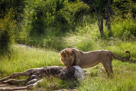 African lion male eating giraffe prey in Kruger National park, South Africa ; Specie Panthera leo family of Felidae