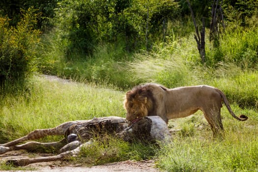 African lion male eating giraffe prey in Kruger National park, South Africa ; Specie Panthera leo family of Felidae