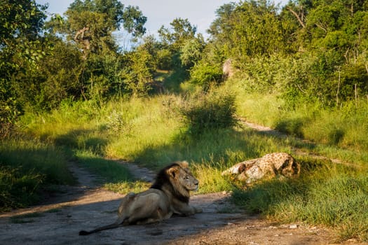 African lion male in morning light watching his kill in Kruger National park, South Africa ; Specie Panthera leo family of Felidae