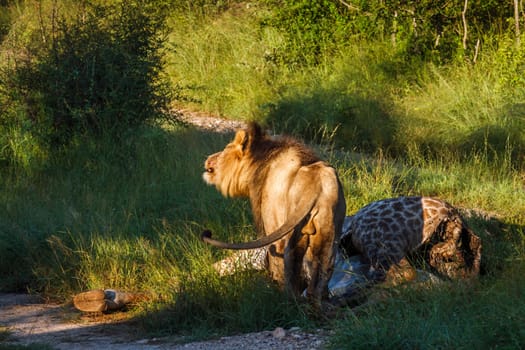 African lion male in morning light shaking his mane in Kruger National park, South Africa ; Specie Panthera leo family of Felidae