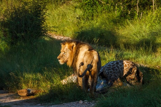 African lion male in morning light watching his kill in Kruger National park, South Africa ; Specie Panthera leo family of Felidae