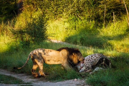 African lion male eating giraffe prey in Kruger National park, South Africa ; Specie Panthera leo family of Felidae