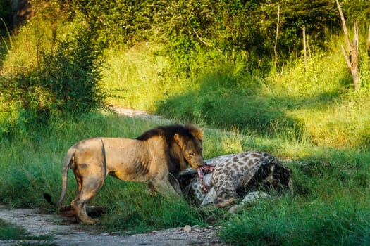 African lion male eating giraffe prey in Kruger National park, South Africa ; Specie Panthera leo family of Felidae