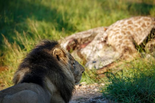 African lion male portrait watching his kill in Kruger National park, South Africa ; Specie Panthera leo family of Felidae