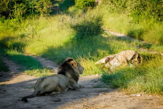 African lion male in morning light watching his kill in Kruger National park, South Africa ; Specie Panthera leo family of Felidae