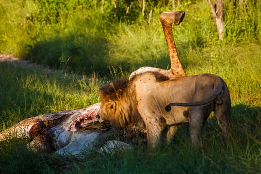 African lion male eating giraffe prey in Kruger National park, South Africa ; Specie Panthera leo family of Felidae