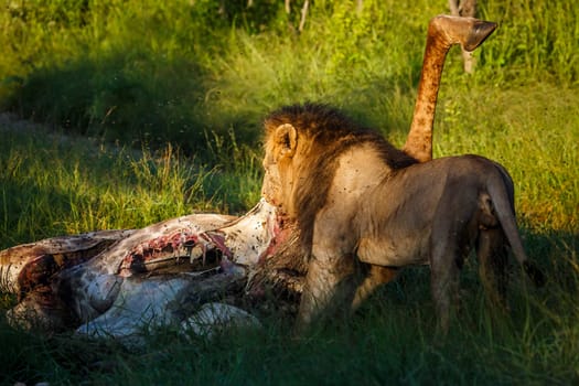 African lion male eating giraffe prey in Kruger National park, South Africa ; Specie Panthera leo family of Felidae