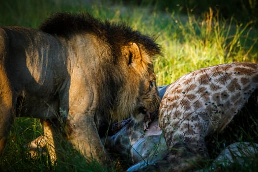 African lion male eating giraffe prey in Kruger National park, South Africa ; Specie Panthera leo family of Felidae