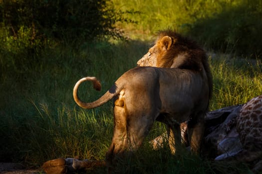 African lion male lion in morning light watching his kill in Kruger National park, South Africa ; Specie Panthera leo family of Felidae