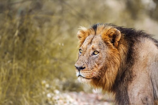 African lion male portrait isolated in natural background in Kruger National park, South Africa ; Specie Panthera leo family of Felidae