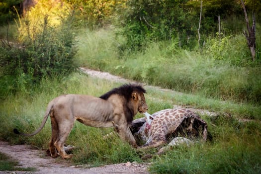 African lion male eating a giraffe carcass in Kruger National park, South Africa ; Specie Panthera leo family of Felidae