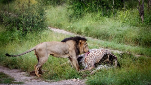 African lion male eating a giraffe carcass in Kruger National park, South Africa ; Specie Panthera leo family of Felidae