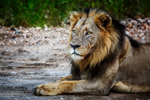 African lion male portrait lying down in Kruger National park, South Africa ; Specie Panthera leo family of Felidae